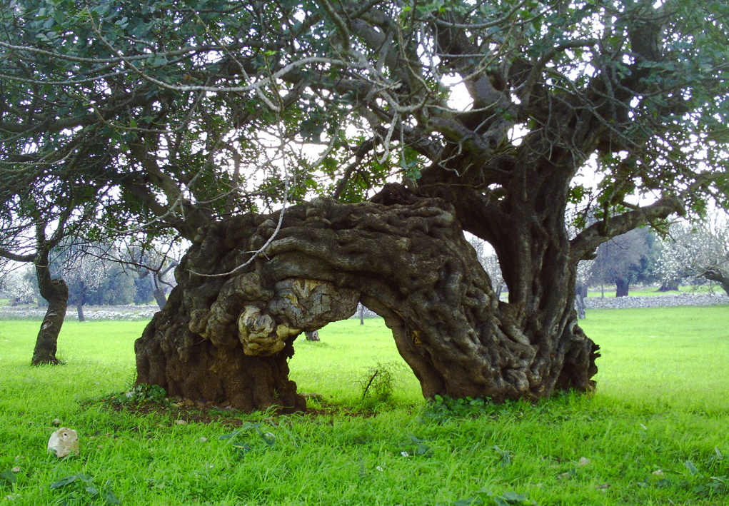 Piante mediterranee