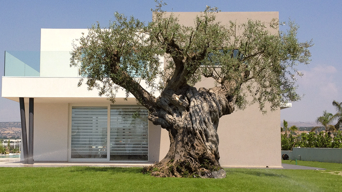 Piante mediterranee