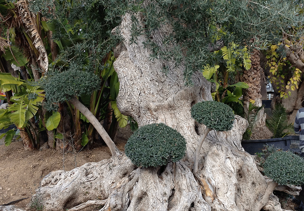 Piante mediterranee