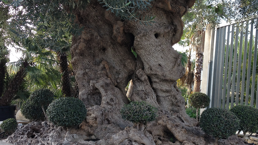 olivo, ulivo, pianta, alberello