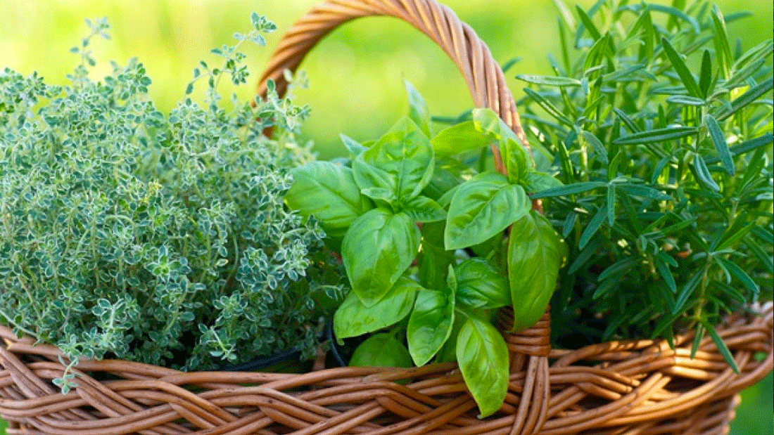 Abbellisci il tuo giardino con piante aromatiche