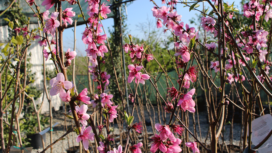 piante-da-giardino