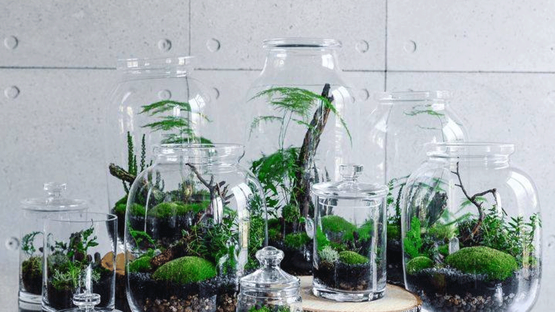 Terrarium piante in vetro vendita online